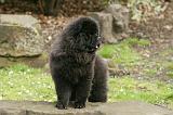 CHOW CHOW 687